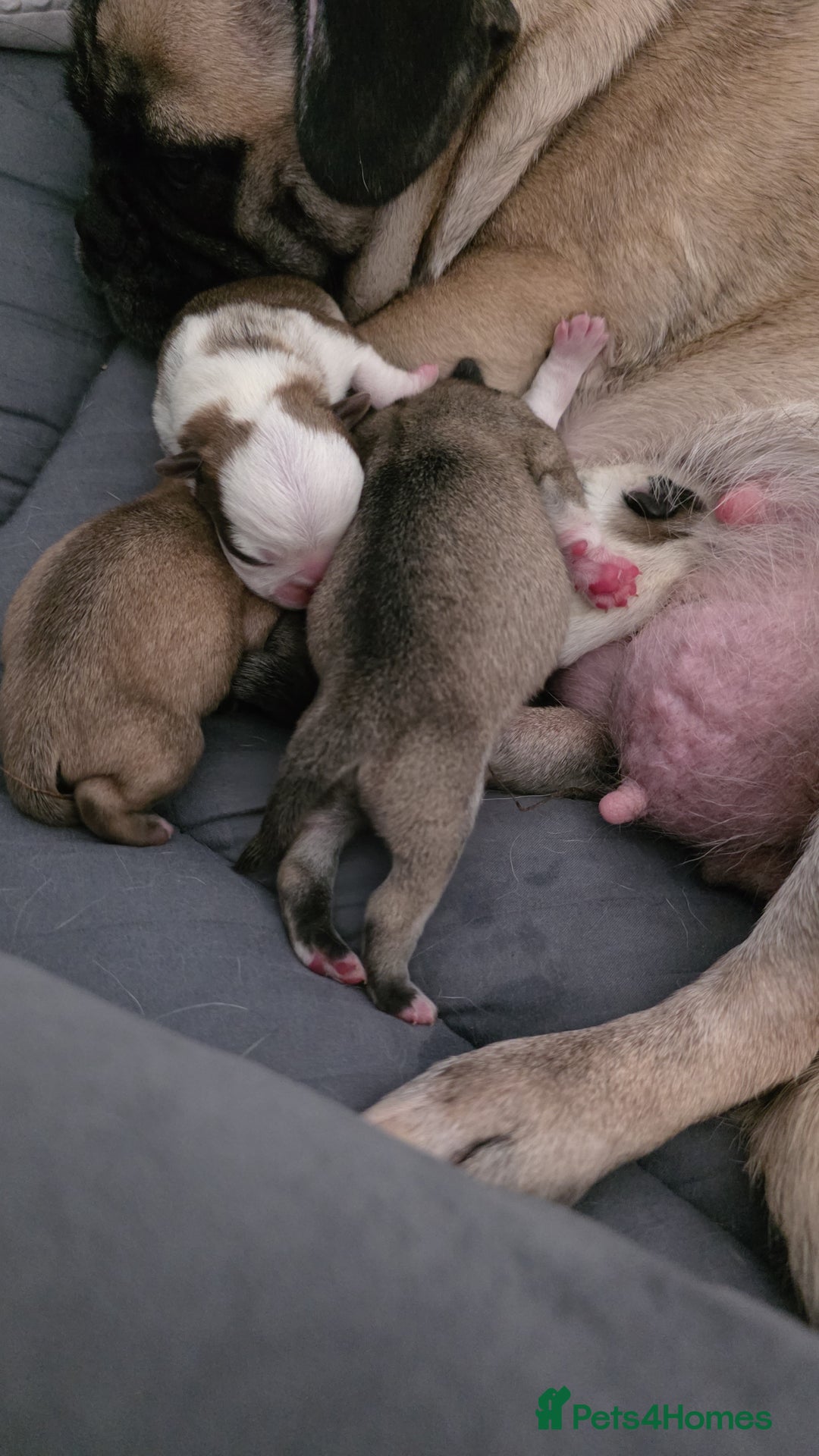 Pug dogs for sale: Kc registered rare colours  - Advert 15