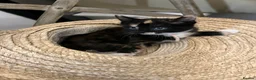 Mixed Breed cats for sale: Kitten  - Advert 8