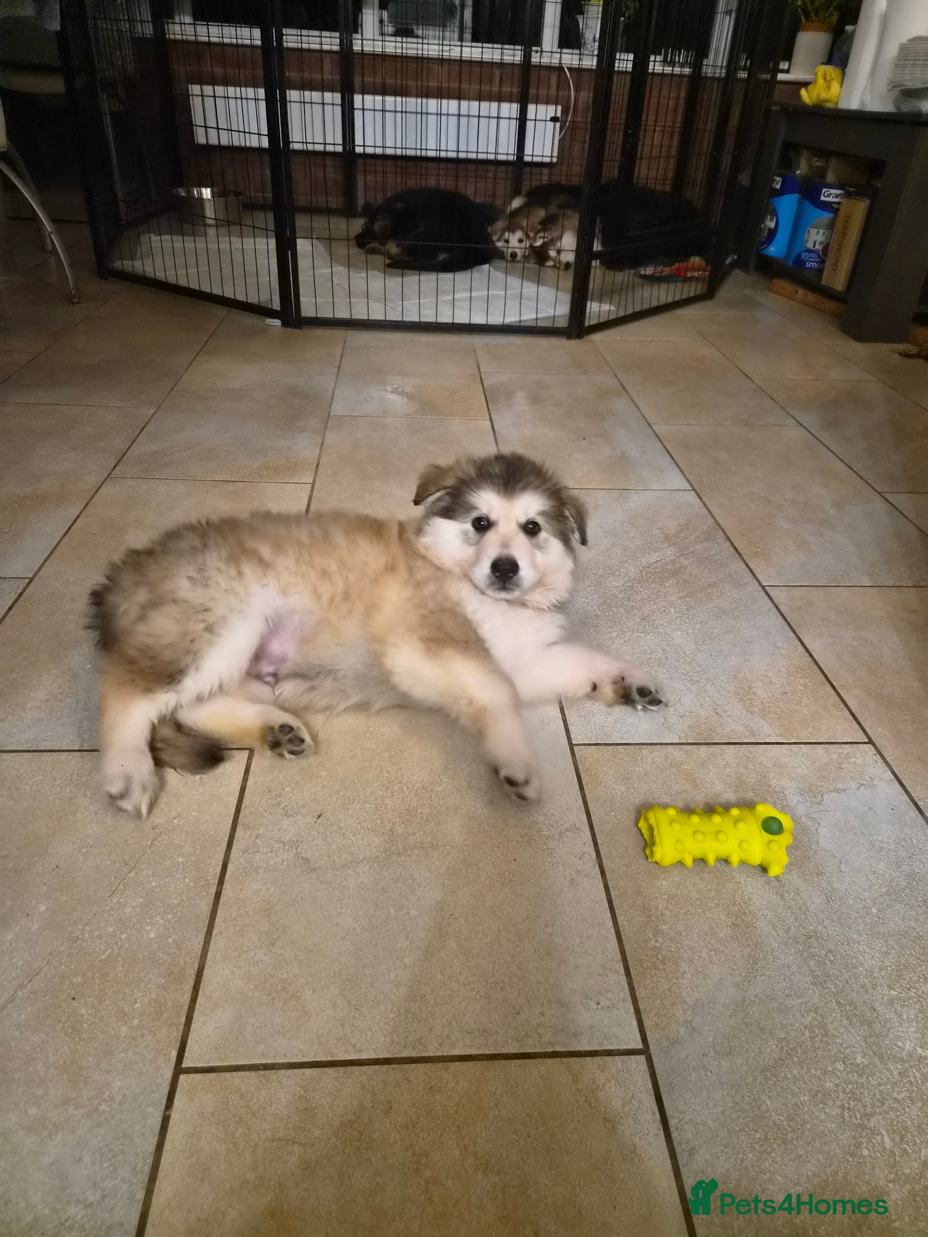 German Shepherd dogs  Pedigree German Shepherd pups straight backed - Advert 2