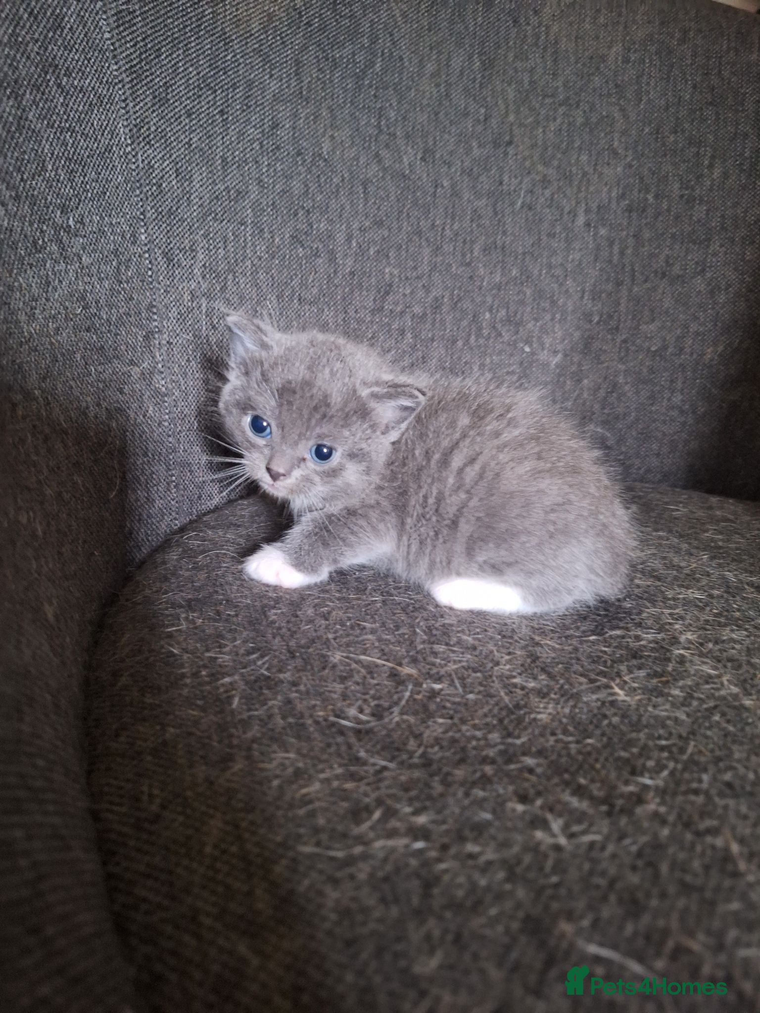 British Shorthair cats British shorthair READY TO LEAVE  - Advert 1