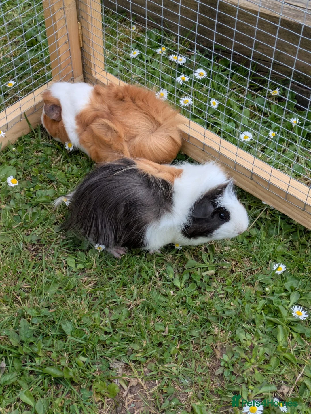 Guinea Pig rodents for sale: Pair of Baby Female Guinea Pigs  - Advert 4