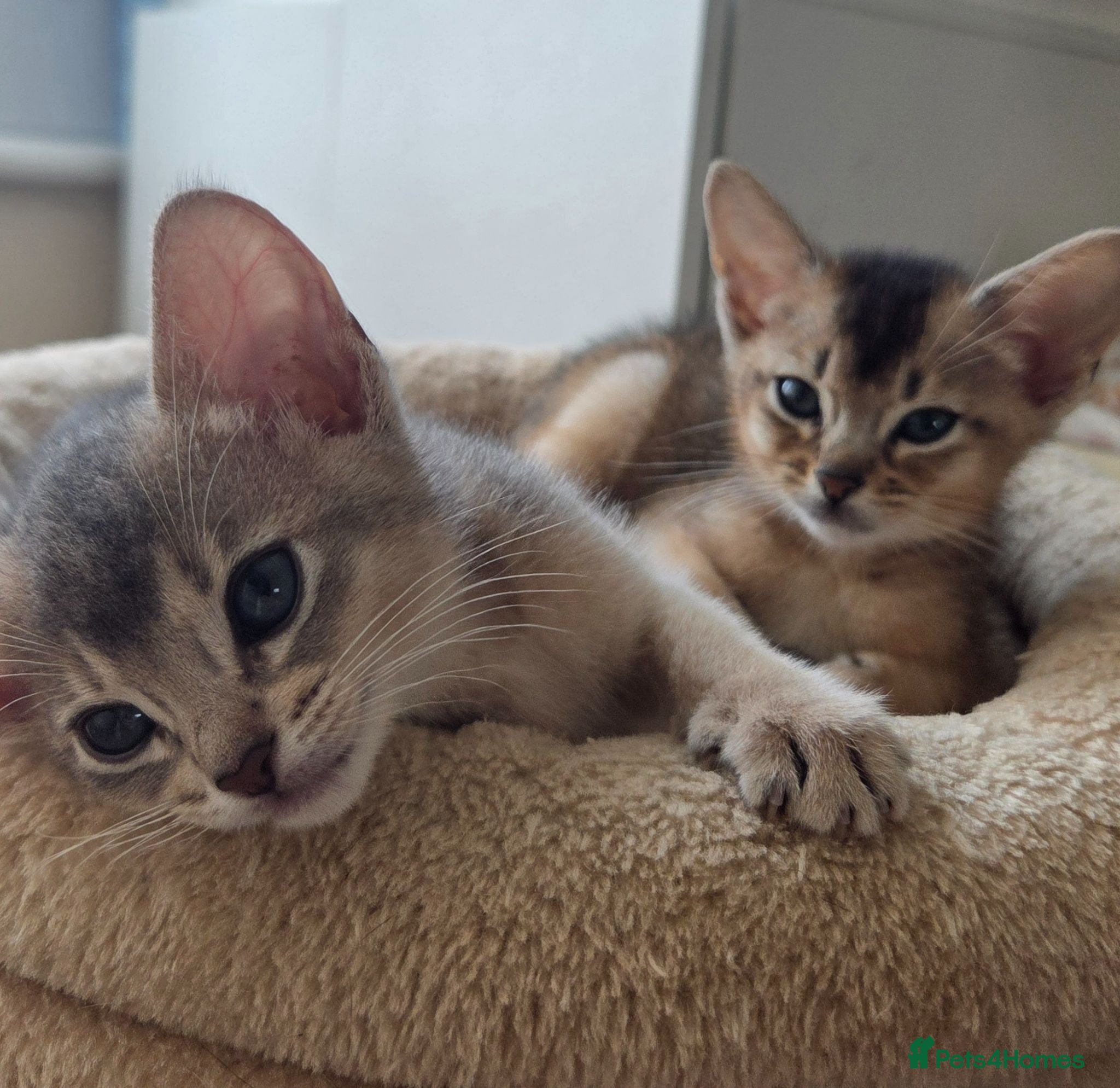 Abyssinian cats 💥Last 2 TICA Registered Kittens-Reserve Yours! ❤️ - Advert 2
