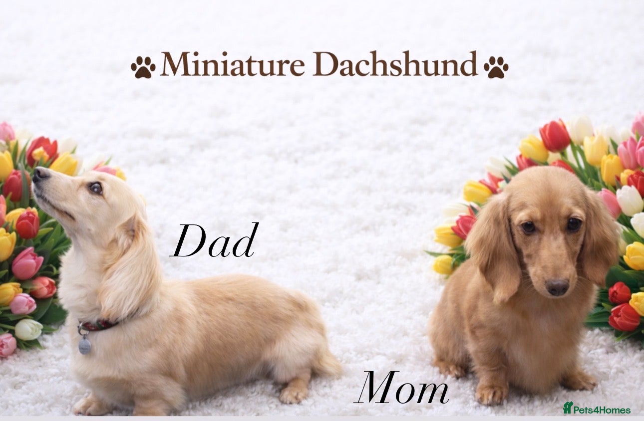 Miniature Dachshund dogs 𝕃𝕠𝕟𝕘 𝕙𝕒𝕚𝕣𝕖𝕕 𝕔𝕣𝕖𝕒𝕞 𝕡𝕦𝕡𝕡𝕚𝕖𝕤🧡 - Advert 1