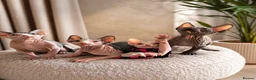 Sphynx cats for sale: Amazing DBE Sphynx kitten GCCF & TICA   - Advert 1