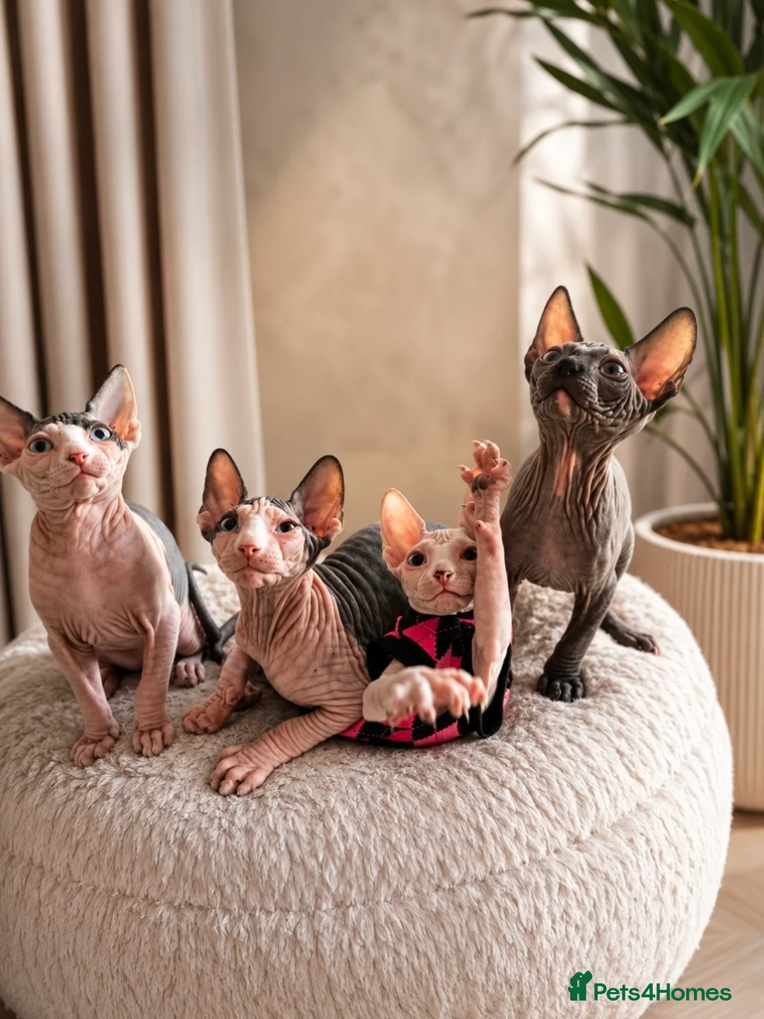 Sphynx cats for sale: Amazing DBE Sphynx kitten GCCF & TICA   - Advert 1