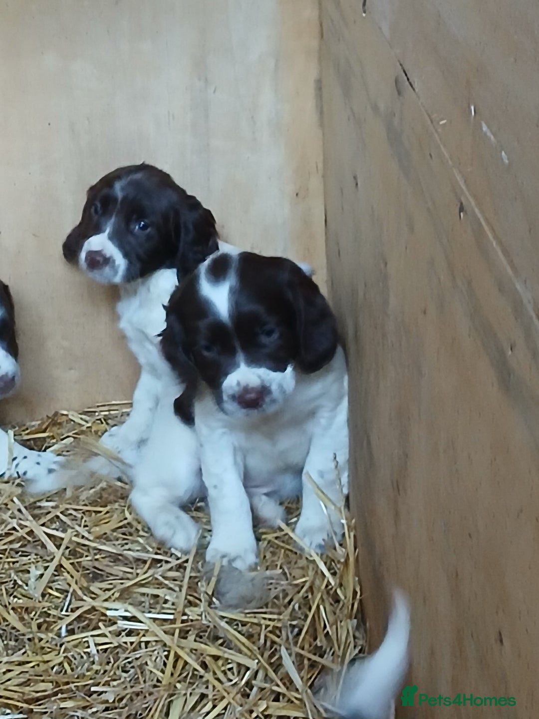 English Springer Spaniel dogs for sale: SPRINGER SPANIELS 4 GIRLS AND 2 BOYS AVAILABLE  - Advert 3