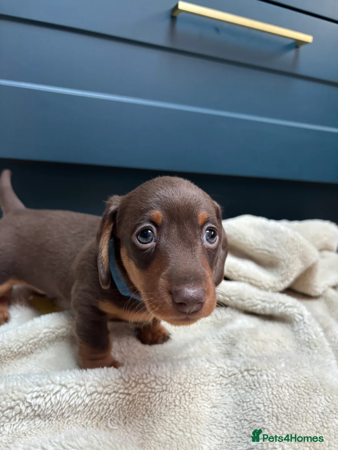 Miniature Dachshund dogs for sale: KC registered health tested miniature dachshunds - Advert 6