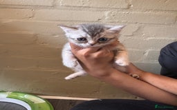 British Shorthair cats for sale: ✨British Shorthair Kittens ✨ - Image 9