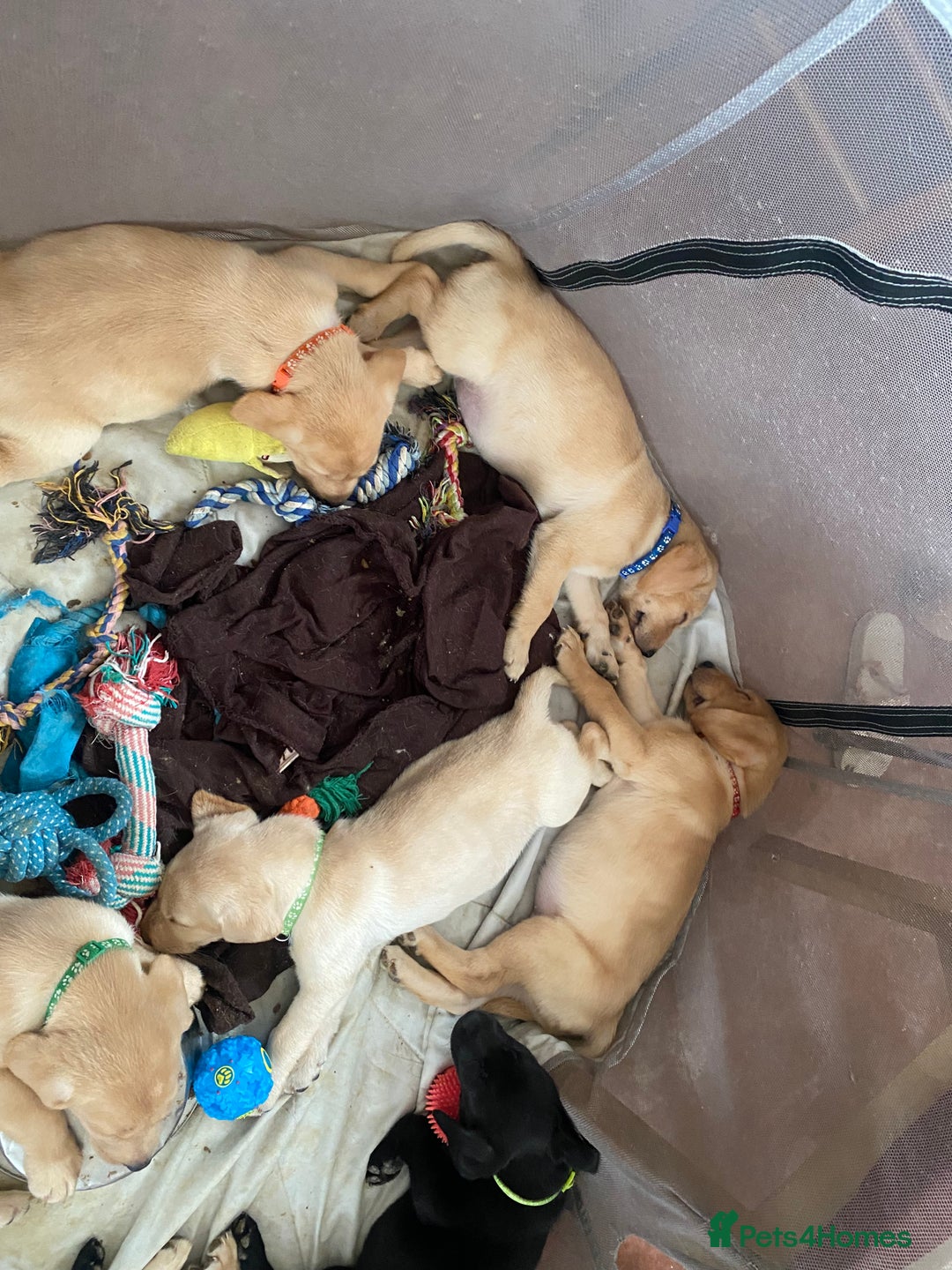 Labrador Retriever dogs for sale: Lovely Labrador puppies  - Image 12