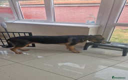 Mixed Breed dogs for sale: Playful puppy needing loving home - Image 8