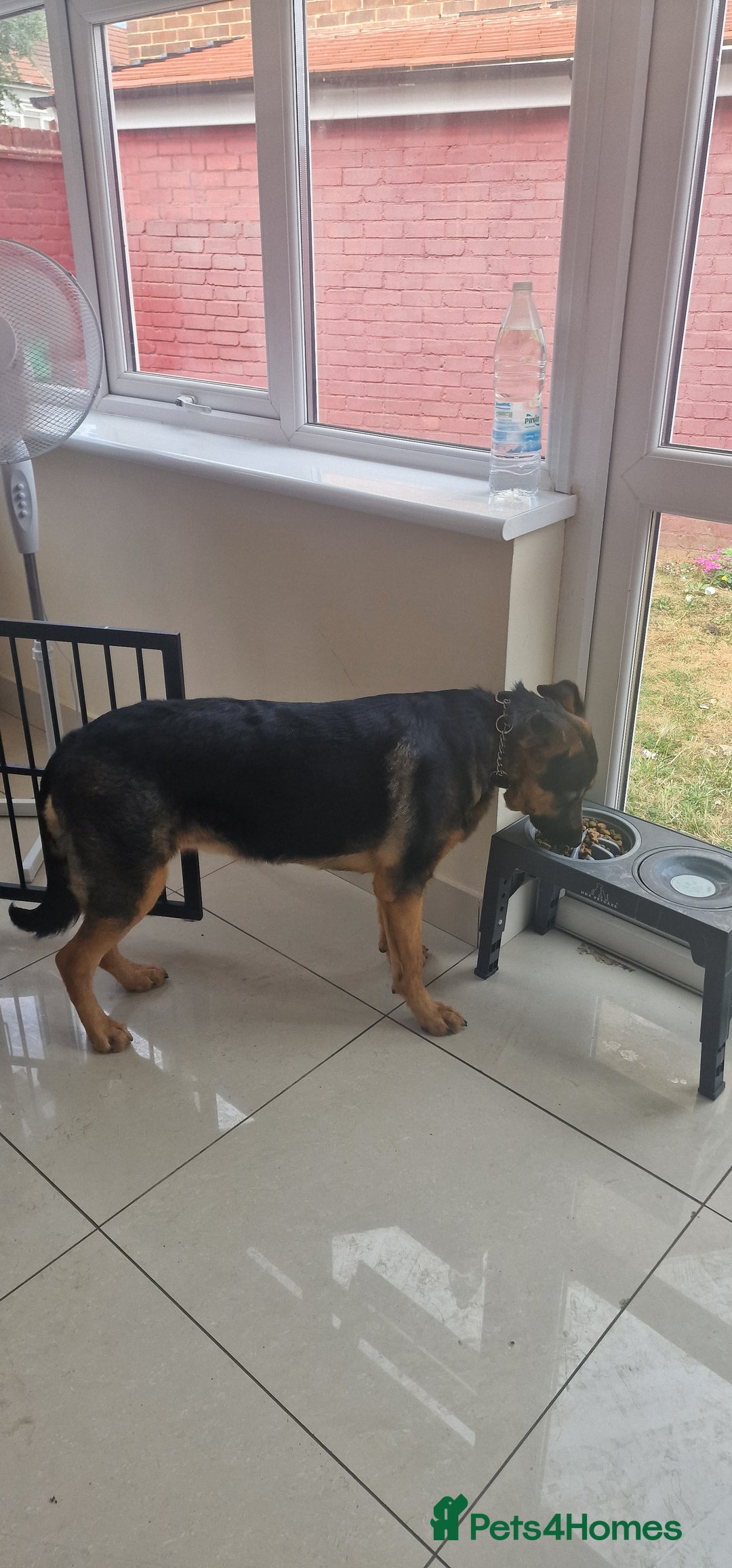 Mixed Breed dogs for sale: Playful puppy needing loving home - Image 8