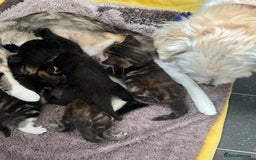 Mixed Breed cats for sale: 4  GORGEOUS TABBY/TORTOISHELL GIRLS.   - Image 18