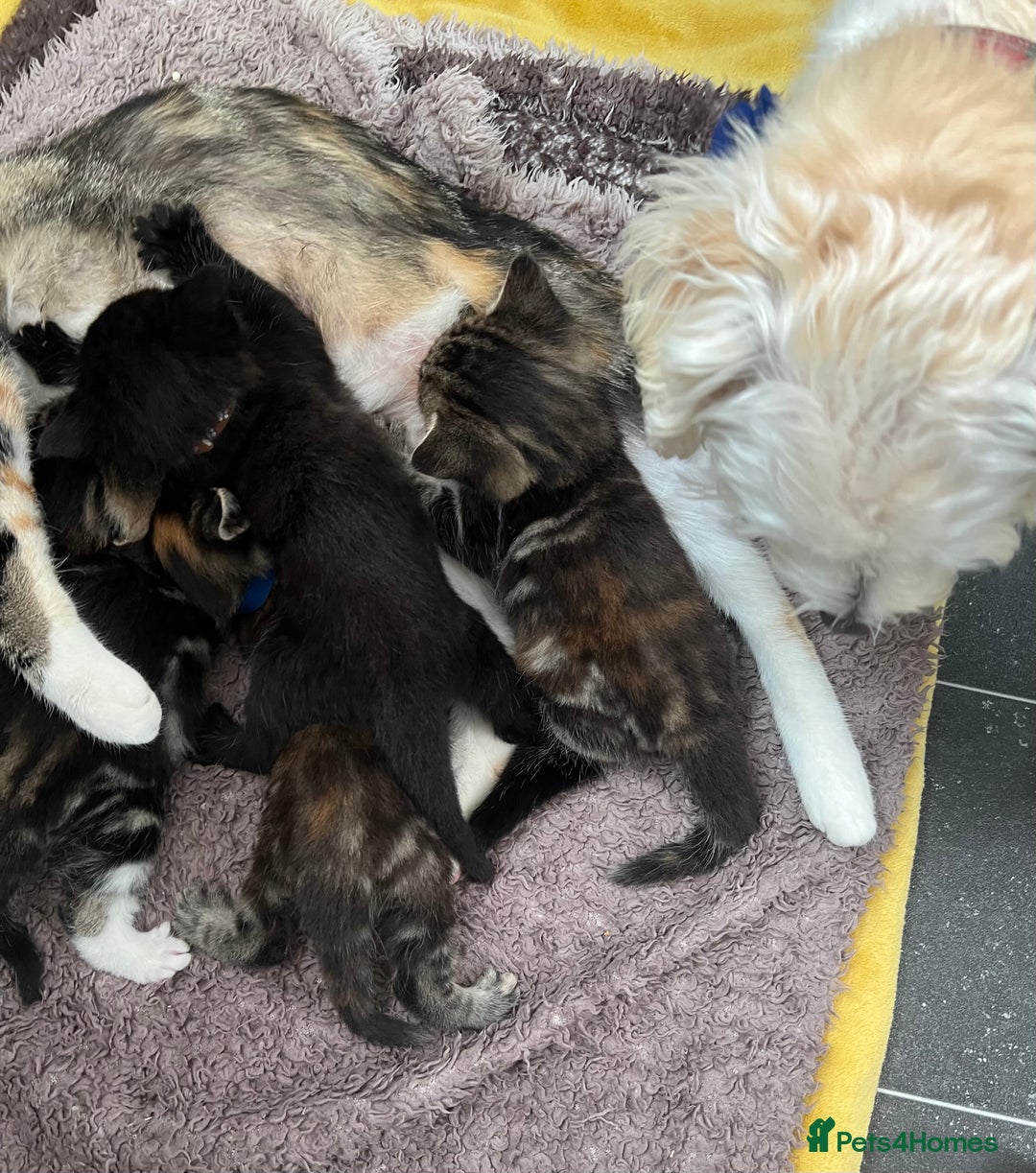 Mixed Breed cats for sale: 4  GORGEOUS TABBY/TORTOISHELL GIRLS.   - Image 18