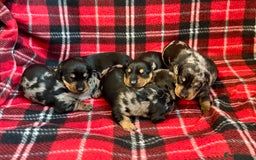 Dachshund dogs for sale: Pedigree Dachshund puppies PRA clear health tested - Image 10