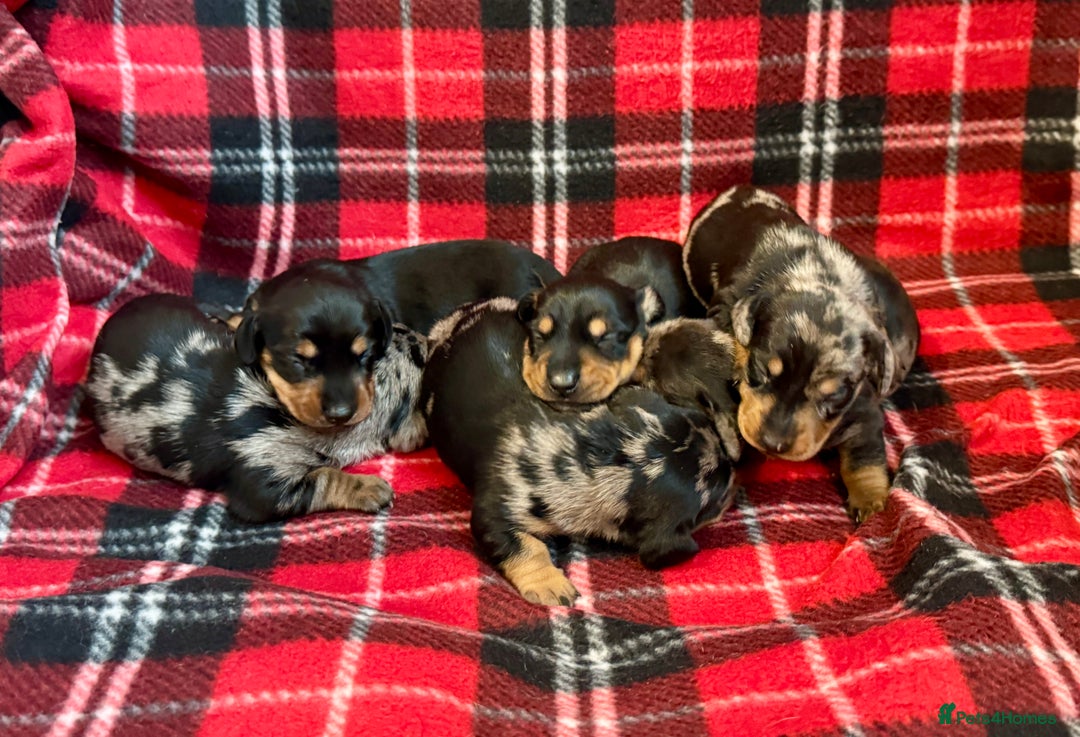 Dachshund dogs for sale: Pedigree Dachshund puppies PRA clear health tested - Image 10
