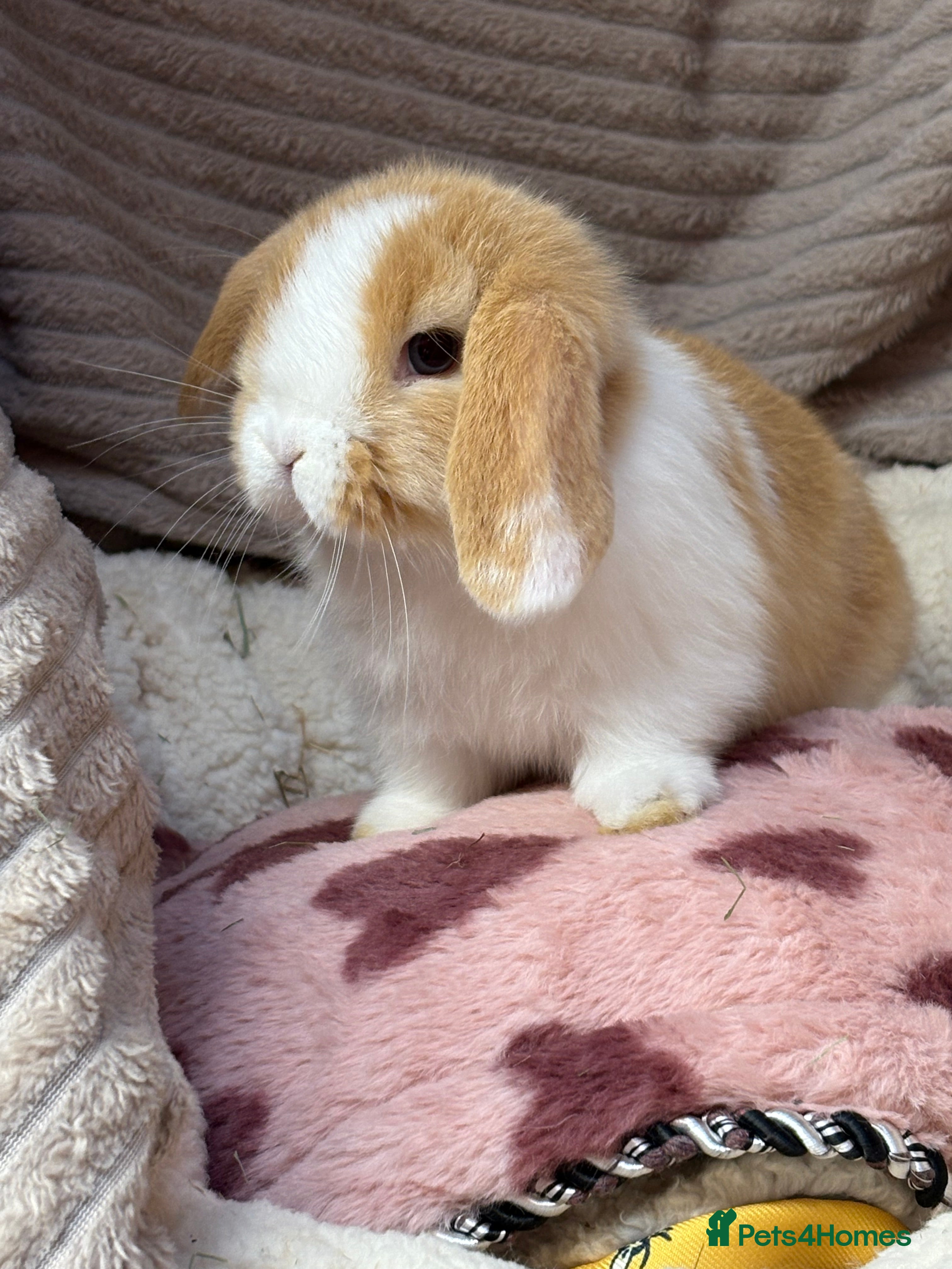 Mini Lop rabbits Gorgeous mini lops (show lines) vaccinated  - Advert 5
