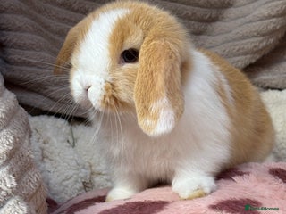 Mini Lop rabbits Gorgeous mini lops (show lines) vaccinated - Advert 3