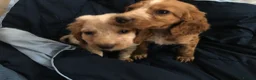 Cocker Spaniel dogs for sale: Cocker spaniel babies  **  in Daventry - Advert 6
