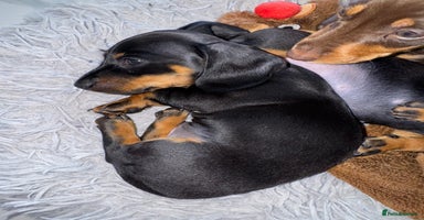 Miniature Dachshund dogs - Advert 6