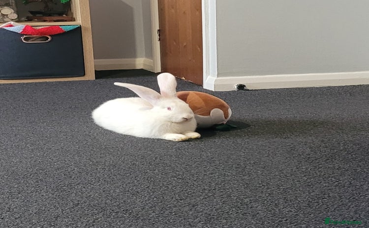 Continental Giant rabbits - Advert 7
