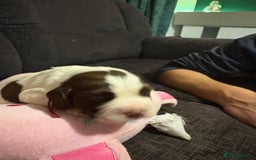 Cockerdor dogs for sale: Cockerdors  - Advert 13