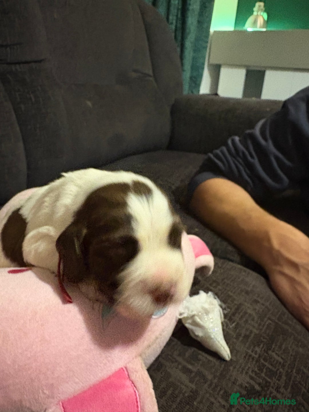 Cockerdor dogs for sale: Cockerdors  - Advert 13