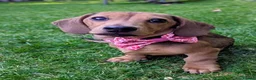 Miniature Dachshund dogs for sale: 6 month old female miniature dachshund  - Advert 4