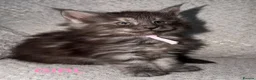 Maine Coon cats for sale: 🐾BEAUTIFUL MAINECOON KITTENS😻 3 BOYS & 2 GIRLS🐾 - Advert 13