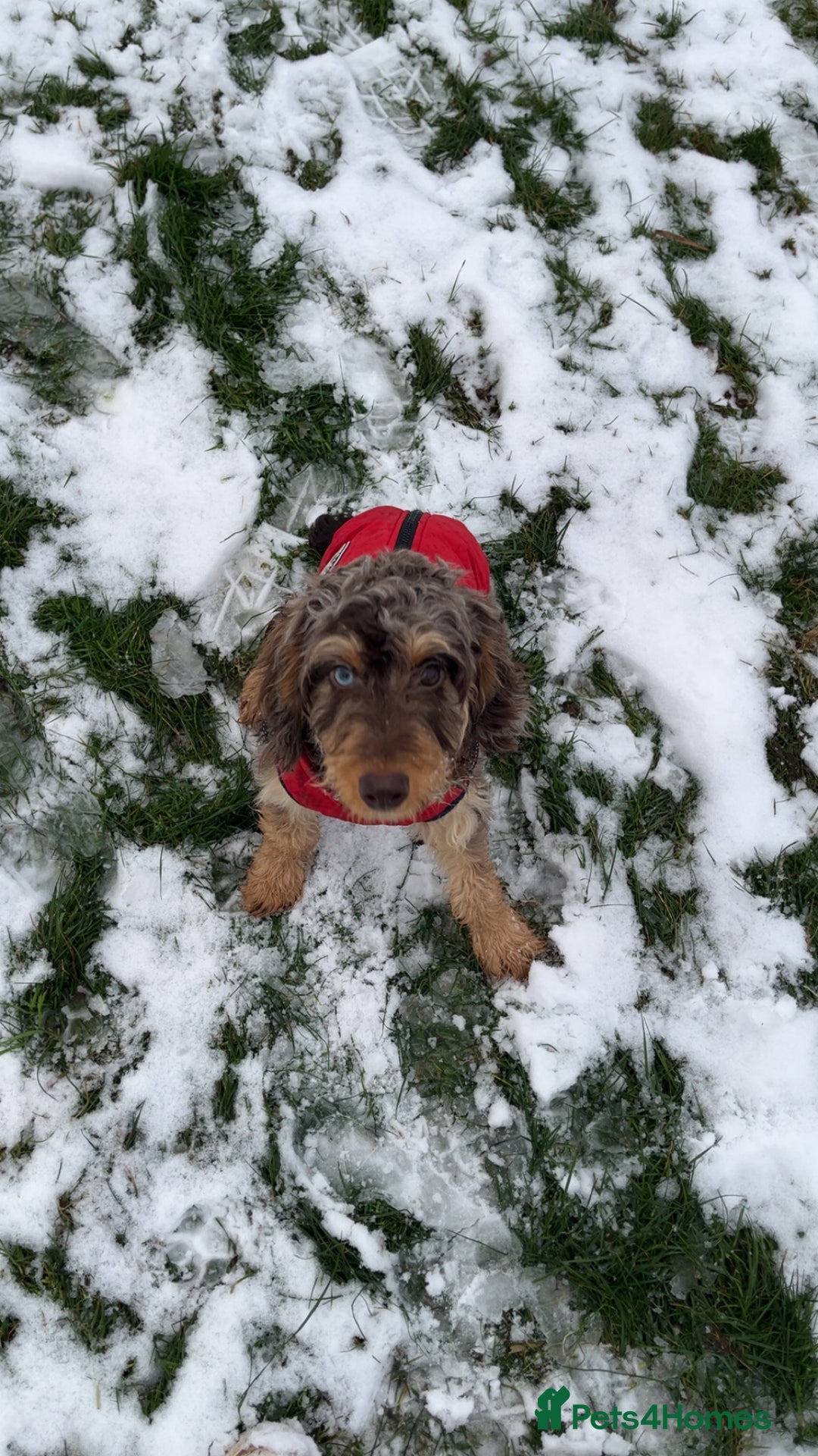 Cockapoo dogs for sale: Tri colour Cockapoo - Advert 8