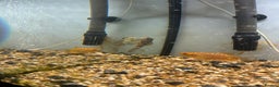Other/Mixed Breed fish for sale: Fish tank and fish for sale - Advert 2