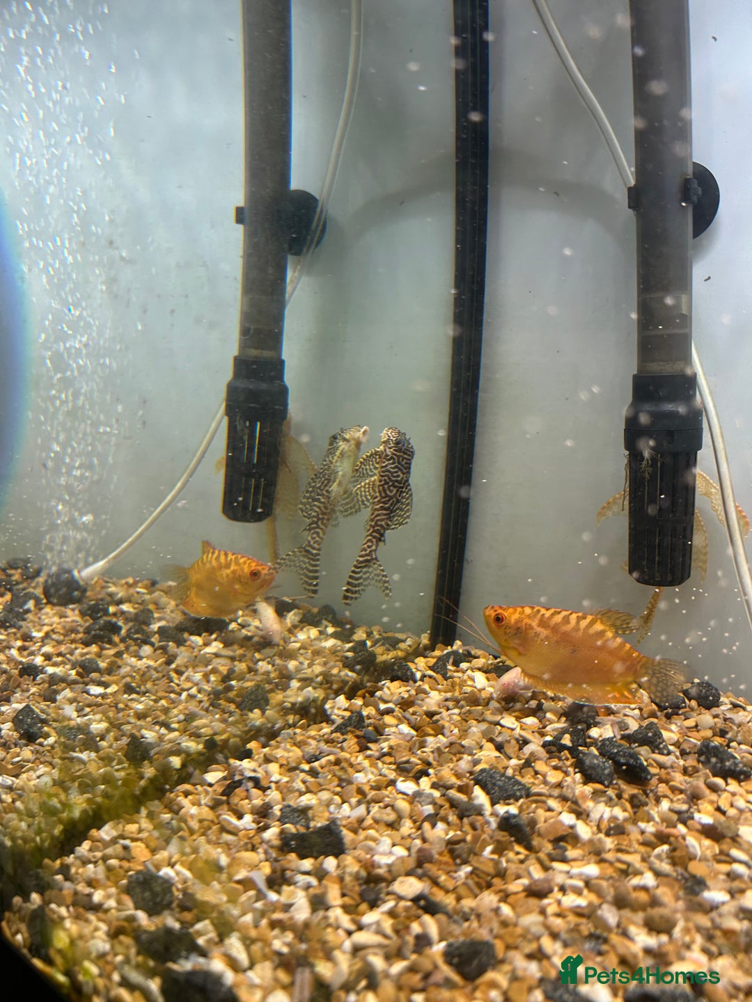 Other/Mixed Breed fish for sale: Fish tank and fish for sale - Advert 2