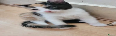 Turkish Angora 2