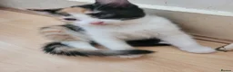 Turkish Angora cats for sale: Turkish angora mixed - Advert 2