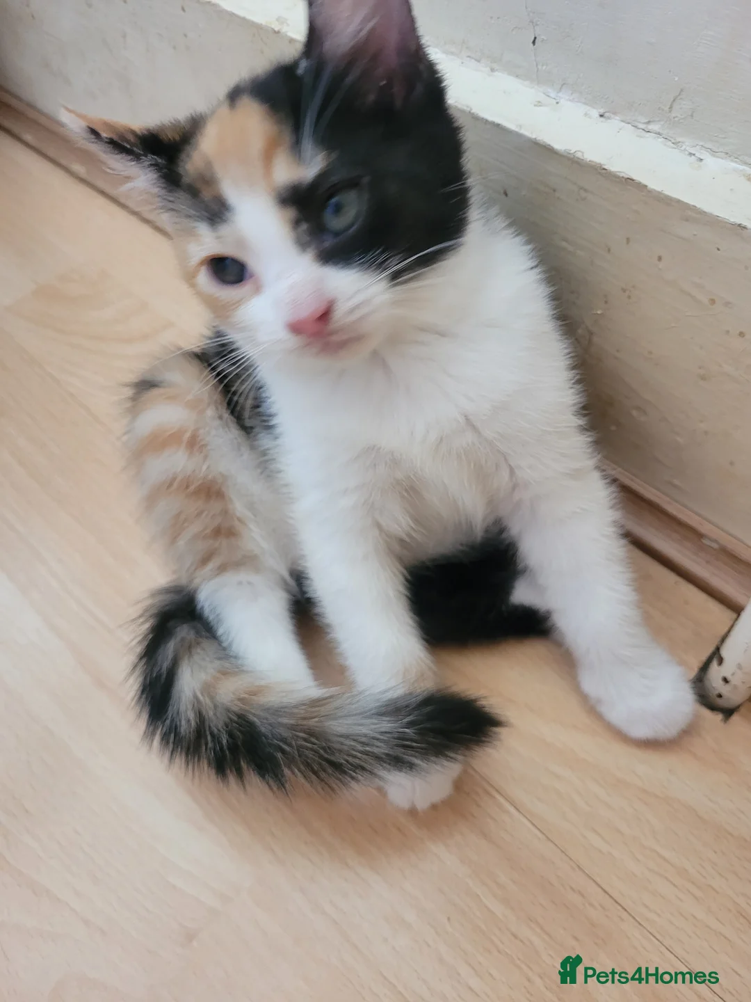 Turkish Angora cats for sale: Turkish angora mixed - Advert 2