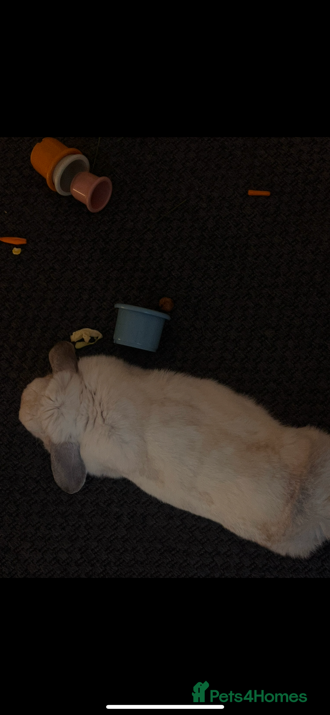 Mixed Breed rabbits for sale: Lulu 🤍 - Advert 4