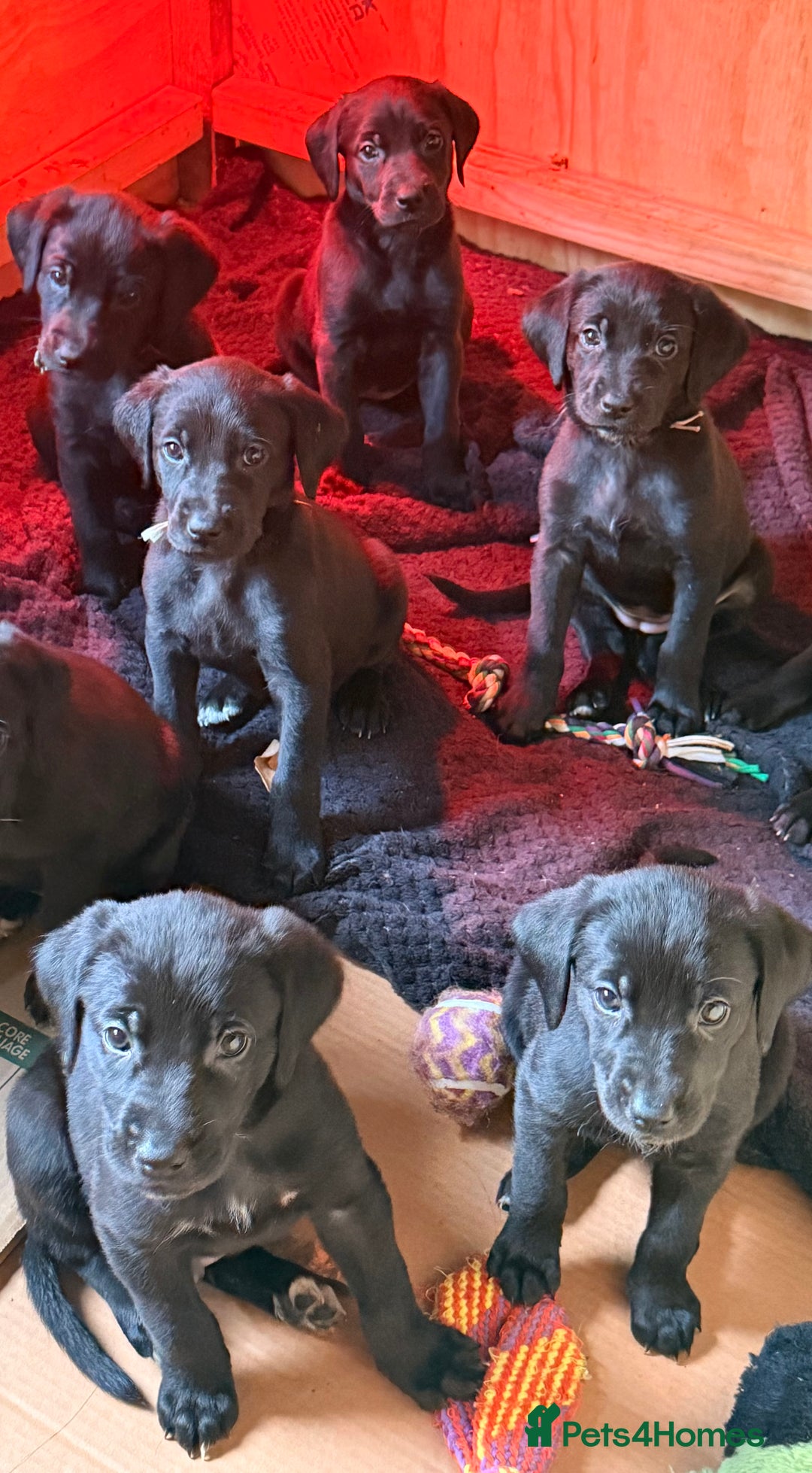 Mixed Breed dogs for sale: F1 Bloodhound X German Sheppard - Advert 4