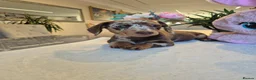 Miniature Dachshund dogs for sale: Beautiful Miniature Dachshund Ready to leave!♥️💙 - Advert 28