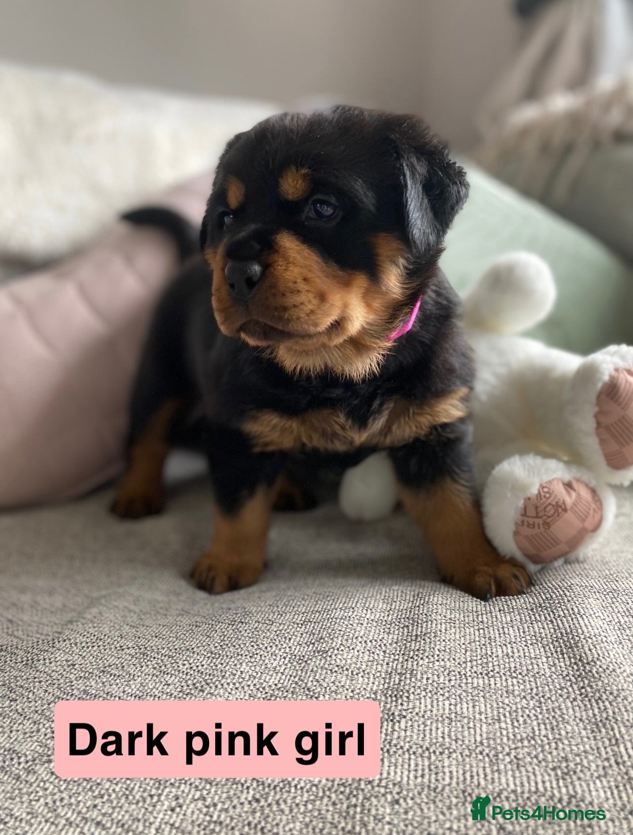 Rottweiler dogs Beautiful KC Rottweiler puppies ready 18.10.26 - Advert 1