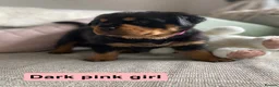 Rottweiler dogs for sale: Beautiful KC Rottweiler puppies ready 18.10.26 - Advert 1