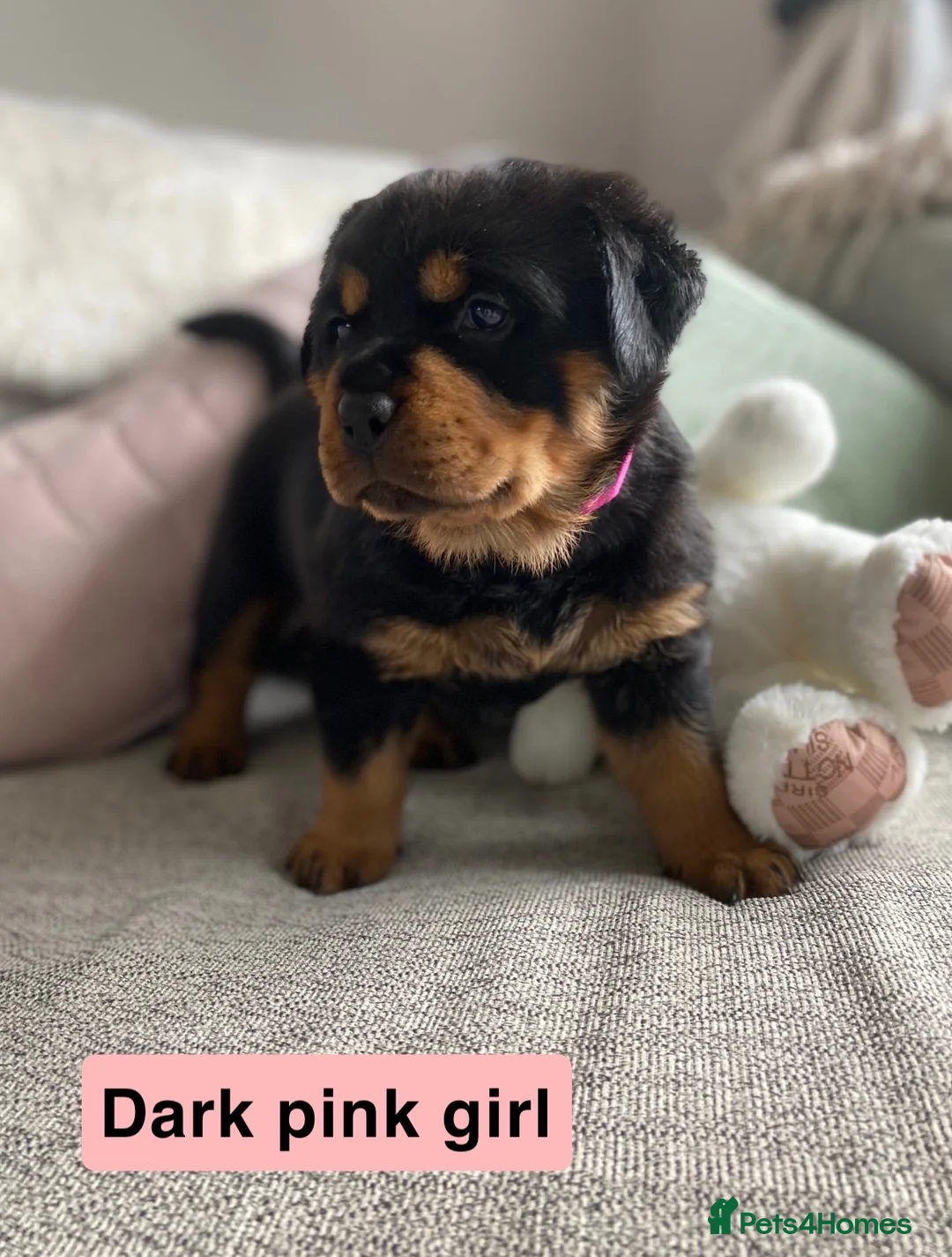 Rottweiler dogs for sale: Beautiful KC Rottweiler puppies ready 18.10.26 - Advert 1