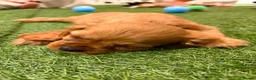 Cavalier King Charles Spaniel dogs for sale: 🐾AMAZING KC REGISTERED CAVALIERS 🐾 - Advert 3