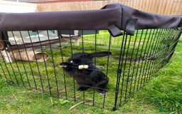 Havana rabbits for sale: Rabbit  - Image 1