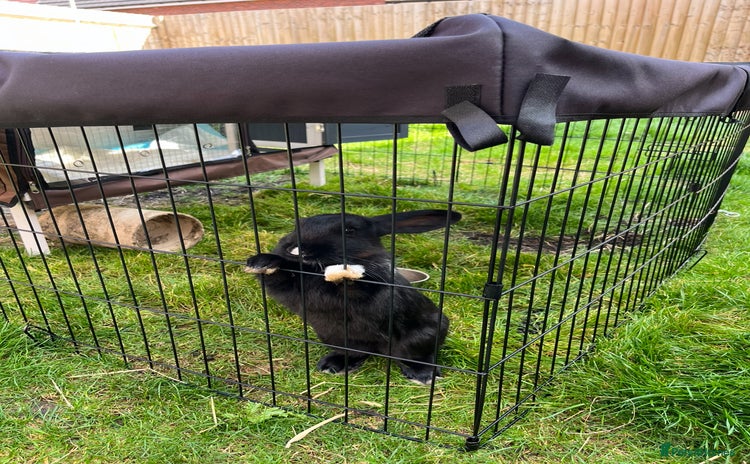 Havana rabbits - Advert 1