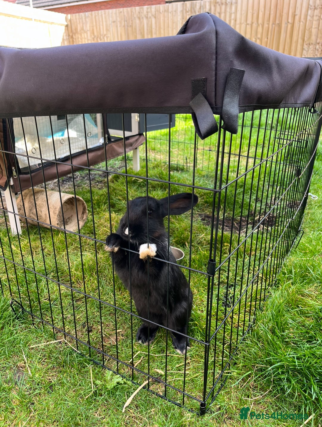 Havana rabbits for sale: Rabbit  - Image 1