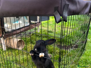 Havana rabbits for sale - Advert 1