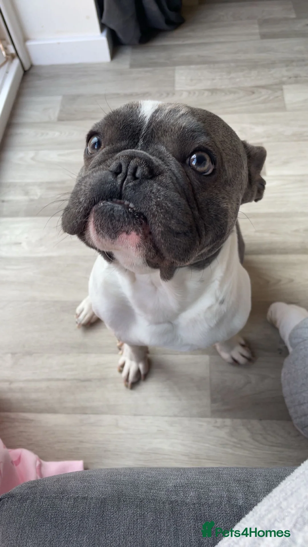 French Bulldog dogs for sale: French bulldog  in Weston-super-Mare - Advert 2