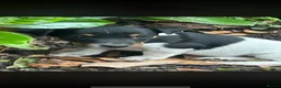 Jack Russell dogs for sale: Jack Russell puppies in Maidstone - Advert 2
