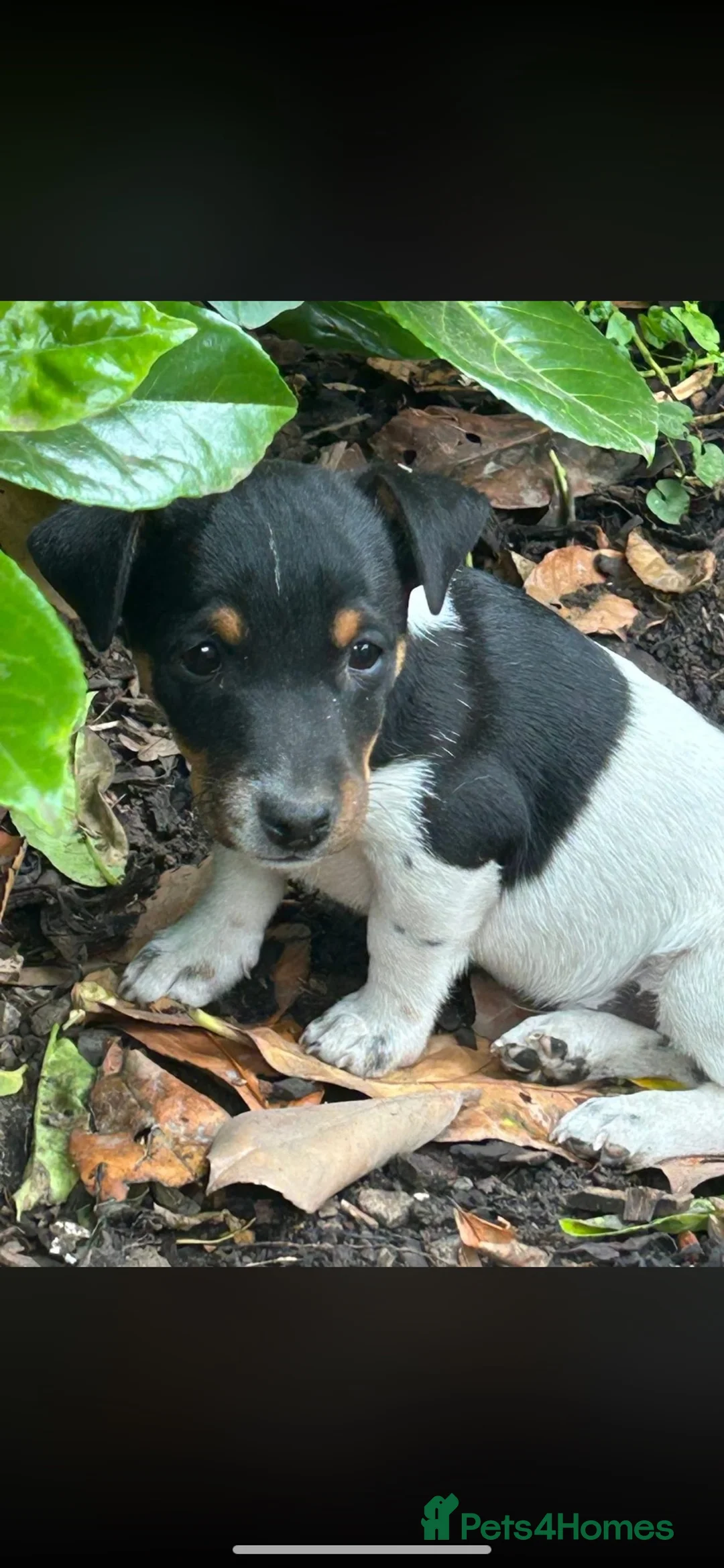 Jack Russell dogs for sale: Jack Russell puppies in Maidstone - Advert 2