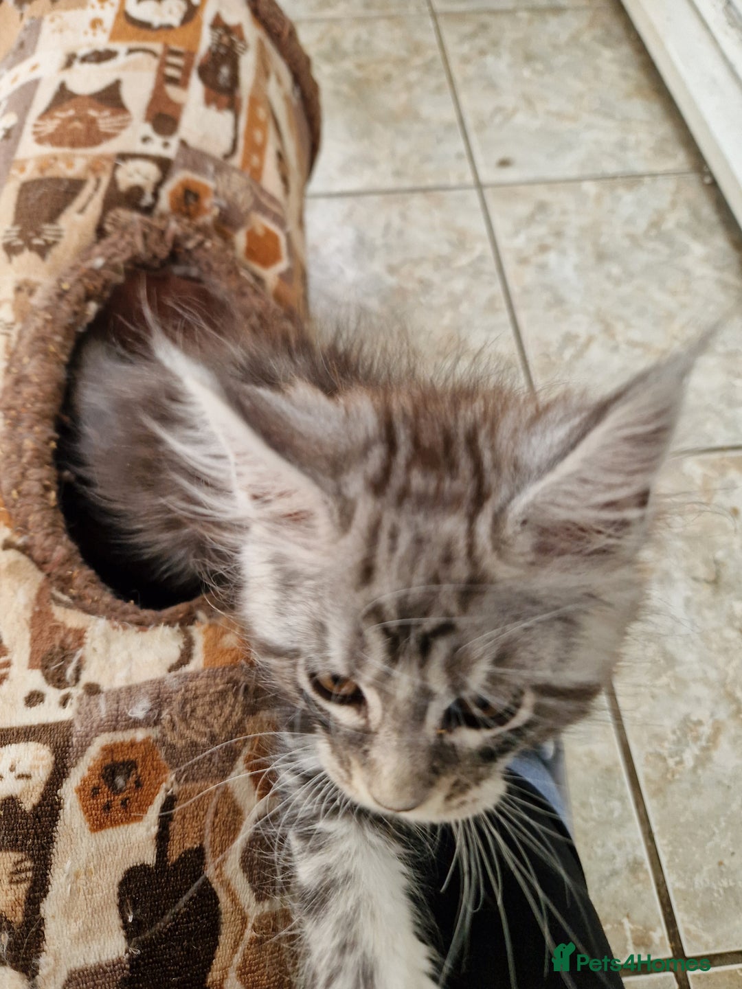 Maine Coon cats for sale: Beautiful maine coon kittens  - Image 16