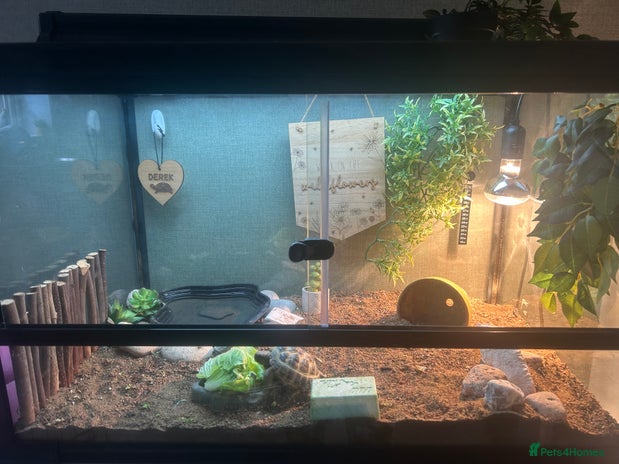 Tortoise reptiles - Advert 1